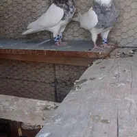 کبوتر طوقی هفت رنگ|پرنده|چادگان, |دیوار