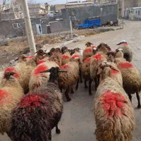 ۲۰راس گوسفندداشتی یکی بره دارمابقی آبستن مایه کردن|حیوانات مزرعه|کنگاور, |دیوار