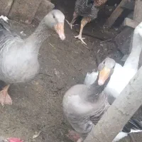 فروش غاز محلی،وزن کلا 11کیلو هست|حیوانات مزرعه|رحیمآباد, |دیوار