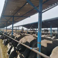 فروش کود حیوانی