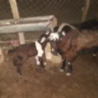 قیمت ۱۹۰۰۰۰۰