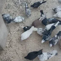 کبوتر معاوضه  با انگشتر یا گردنبند|پرنده|یزد, |دیوار