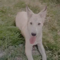 سگ ماده هاسکی فروشی