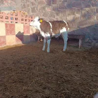 گاو شیری سیمینتال با گوساله|حیوانات مزرعه|چناران, |دیوار