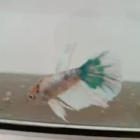 ماهی فایتر نر