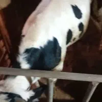 گوساله پروار