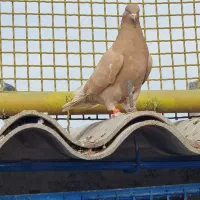 کبوتر ماده زرد