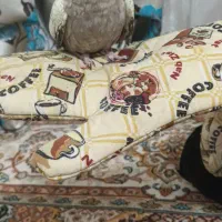 یک عدد عروس هلندی مرواریدی نر|پرنده|اردبیل, |دیوار