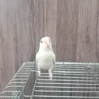 طوطی برزیلی خاص