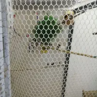 تعداد فنج بنگال بفروش میرسد