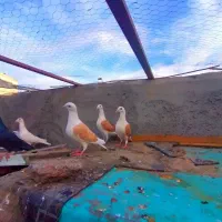 گراف زرد|پرنده|مشهد, عنصری|دیوار