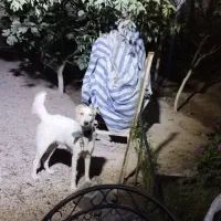 لاس ۲ ساله آدمی سفت|سگ|ورامین, شهرک مدرس|دیوار