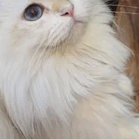 گربه نر با کد خاصBy1233