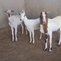 بز و کهره مرغ کارخونه ای هست