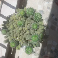 گل کاکتوس
