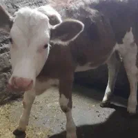 گوساله سیمینتال اصل