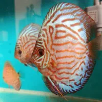 ماهی دیسکس|ماهی|قم, شاه سید علی|دیوار