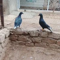 چند جفت کفتر هم پرشی هم جفتی|پرنده|دشتابی, |دیوار