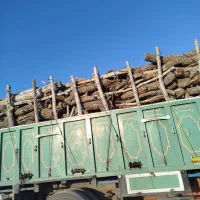 خرید چوب باغی|خدمات باغبانی و درختکاری|شیراز, گویم|دیوار