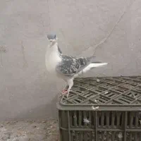 4تا جوجه نر پرشی|پرنده|مشهد, کارمندان دوم|دیوار