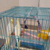 فروش یک جفت عروس هلندی سرحال