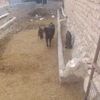 بز  گوسفند|حیوانات مزرعه|قیدار, |دیوار