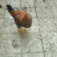 مرغ نیمچه بوقلمون|حیوانات مزرعه|تهران, سلسبیل شمالی|دیوار