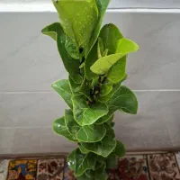 هر گلی بخوای موجوده فیکوس باکیفیت قد بلند فقط ۱۱۰|گل و گیاه طبیعی|اصفهان, باغ فدک|دیوار
