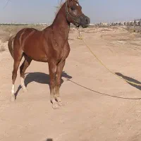 باسلام اسب نریون|اسب و تجهیزات اسب‌سواری|اهواز, کوی مهدیس|دیوار
