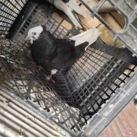 کفتر شازده، سرور پرشی