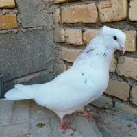 ۳ تا کبوتر سیاتی کرز و سمن|پرنده|ماهیدشت, |دیوار