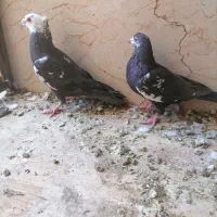 فروشی تعدادی کبوتر