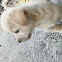 توله پاکوتاه|سگ|مشهد, توس (بلوار توس)|دیوار