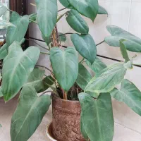 گل فیلودندرون بالارونده