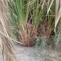 درخت مضافتی|گل و گیاه طبیعی|بم, |دیوار