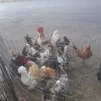 مرغ وخروس محلی اصل بوقلمون|حیوانات مزرعه|شیراز, قلات|دیوار