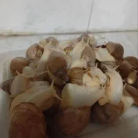 حلزون|خزنده|شیراز, گویم|دیوار