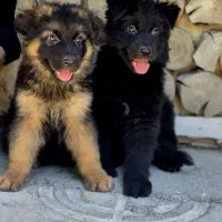 سگ ژرمن بلک