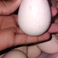 تخم بوقلمون