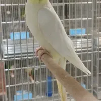 عروس هلندی مولد با جوجه|پرنده|فولادشهر, A2|دیوار