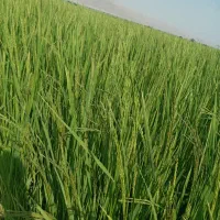 برنج کامفیروزی طلای سفید