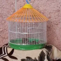 جوجه سهره قناری نر ضمانتی