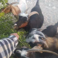 بز ترکی