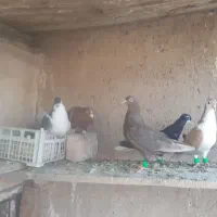 کفتر شهری و تور دستی|پرنده|شیراز, نیستان|دیوار