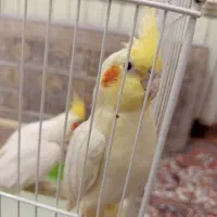 یه جفت عروس هلندی با قفس|پرنده|قزوین, |دیوار