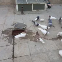 کبوتر طوق شازده ایی.شهری.پلاکی|پرنده|شیراز, شهرک مطهری|دیوار