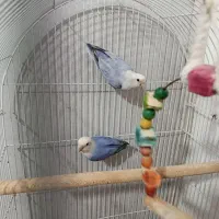 پرنده کوتوله