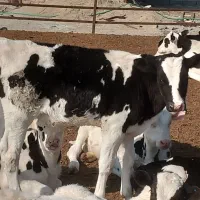 گوساله قطع شیر و شیرخوار نر و ماده