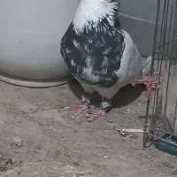 کبوتر طوقی