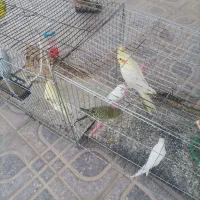 مرغ عشق|پرنده|دهدشت, |دیوار